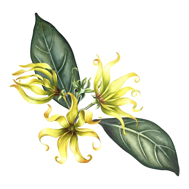 Flores de Ylangylang Una rama de exóticas flores amarillas perfumadas con hojas Ilustración en acuarela
