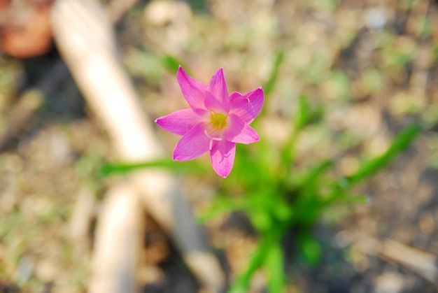 Flores de zephyranthes rosas florecen en el jardín.