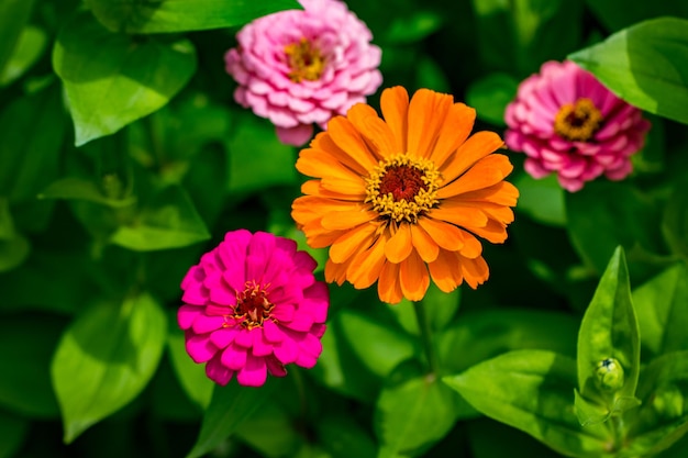 Flores zinnia elegans. Flores en el jardín.