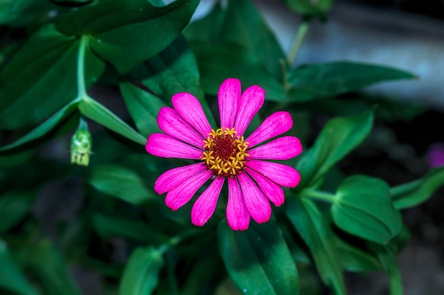 Foto flores de zinnia en flor