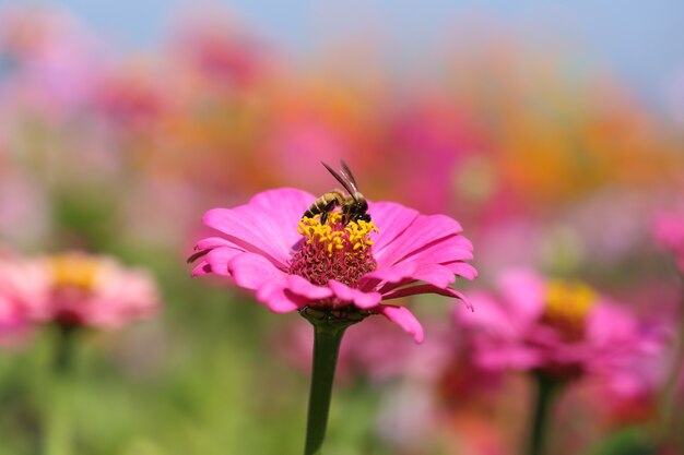 flores de zinnia rosa y abeja