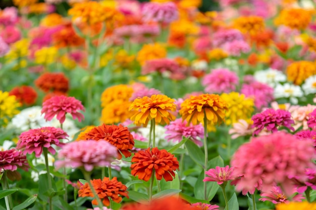 Las flores de zinnia son una flor popular que se cultiva en la casa.