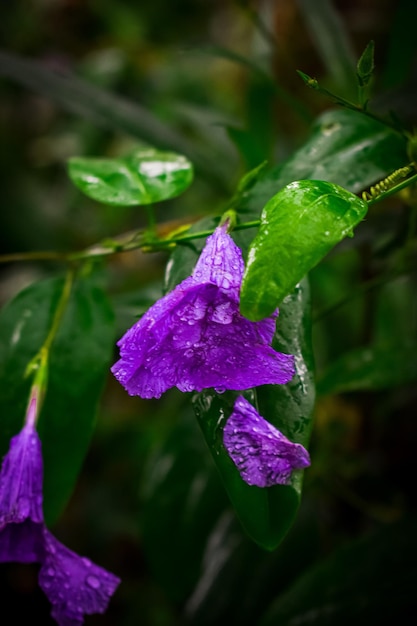 Foto las flores.