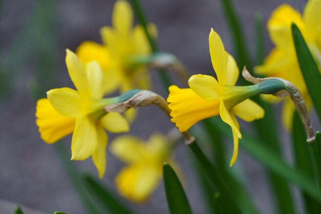 las flores