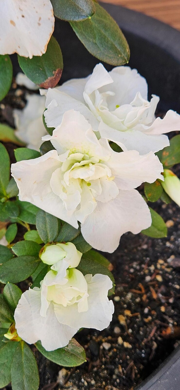 Foto flores