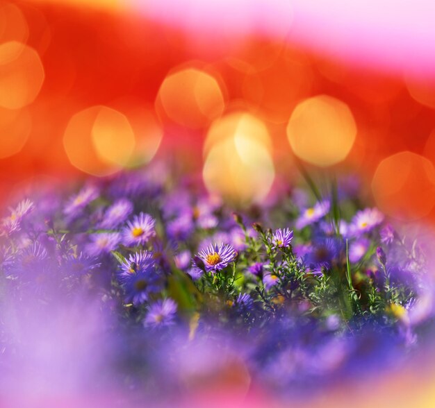 Las flores