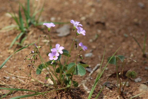 Flores