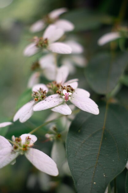 las flores