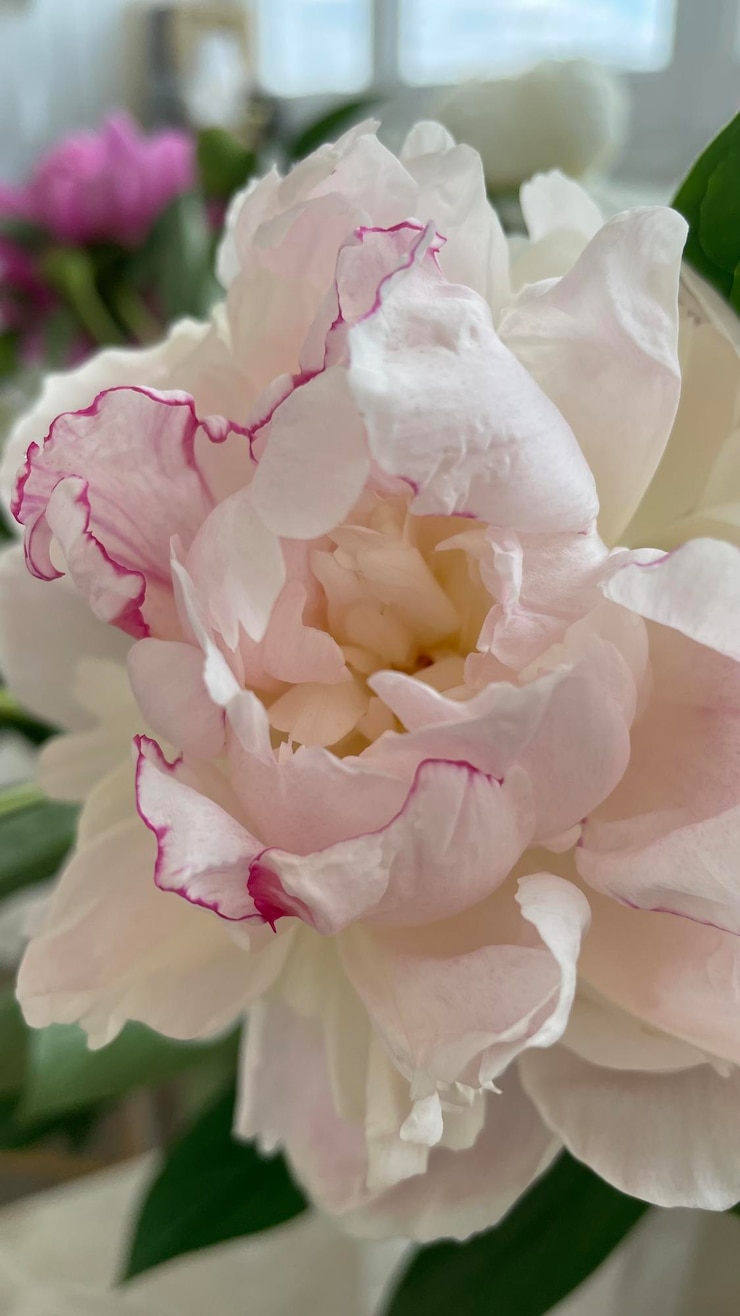 Foto flores