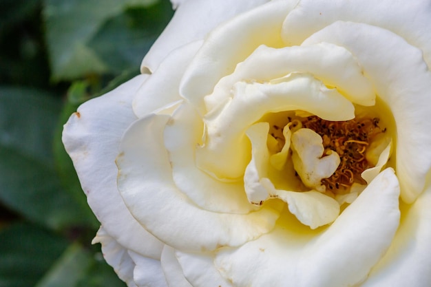 Floresça a fotografia macro da flor rosa do jardim branco em um dia ensolarado de verão