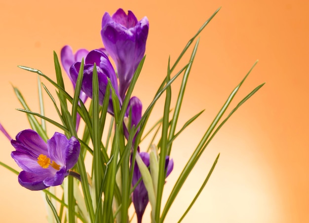 Floresça na primavera Açafrões roxos isolados em fundo laranja