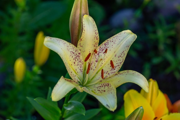 Floresça o lírio amarelo em uma macrofotografia de luz do sol de verão