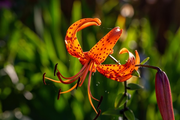 Floresça o lírio de tigre laranja em uma fotografia macro de luz do sol de verão.