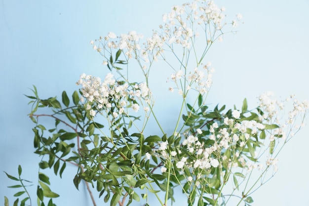 Floresce a gipsófila em um fundo azul.