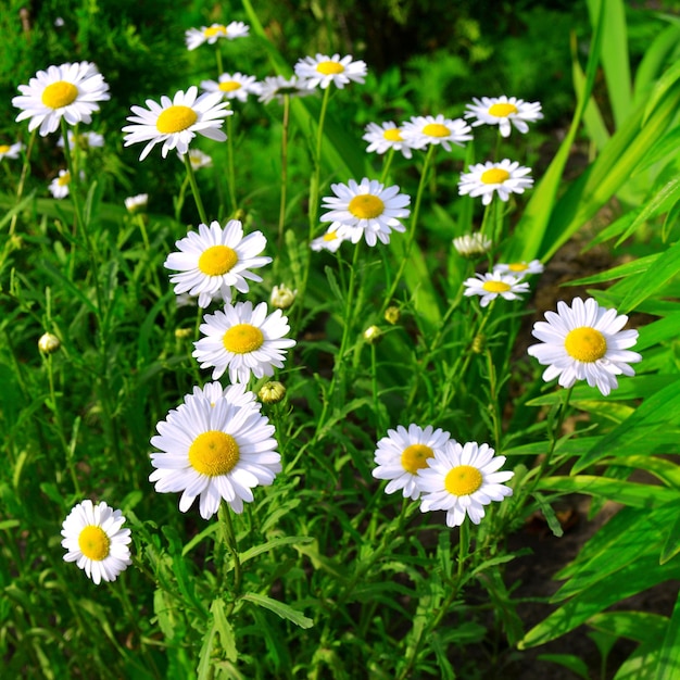 Floresce a margarida branca curativa em um fundo no jardim em canteiros de flores. Camada plana, vista superior