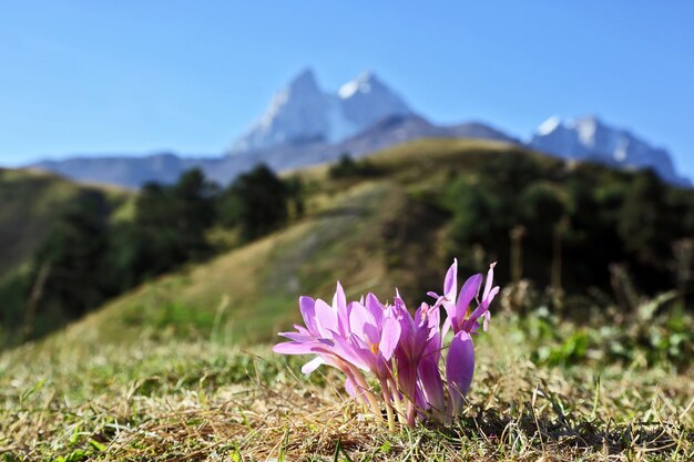 Foto floresce açafrões no fundo do monte ushba. georgia