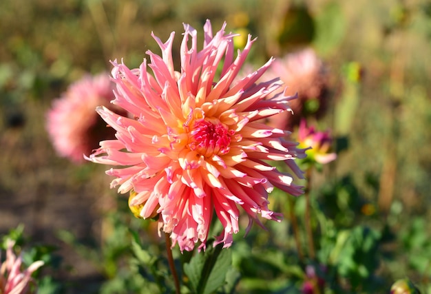 Floresce dálias cor de rosa no jardim em canteiros de flores. Ensolarado, luz de fundo