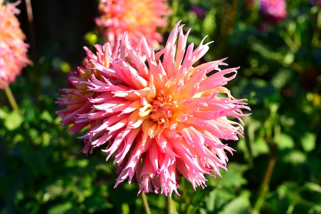 Floresce dálias cor de rosa no jardim em canteiros de flores. Ensolarado, luz de fundo