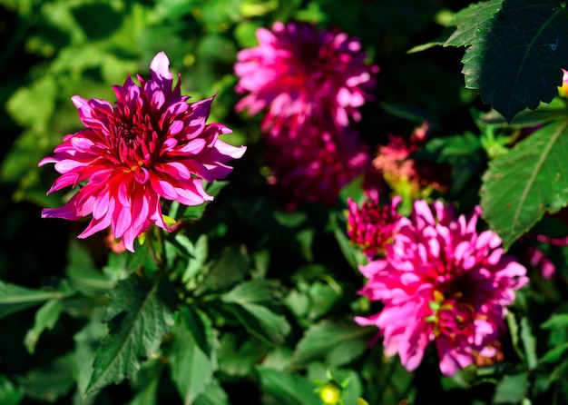 Floresce dálias cor de rosa no jardim em canteiros. Ensolarado, luz de fundo
