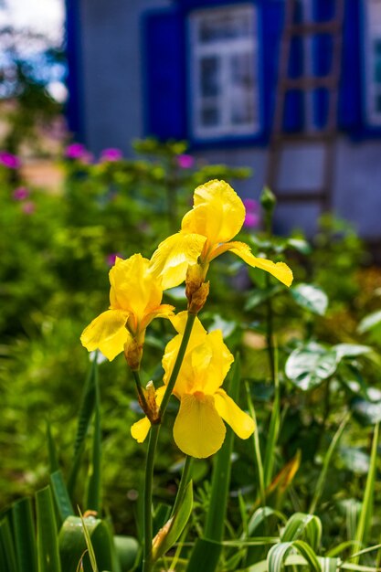 Floresce íris amarelas em um canteiro de flores de perto