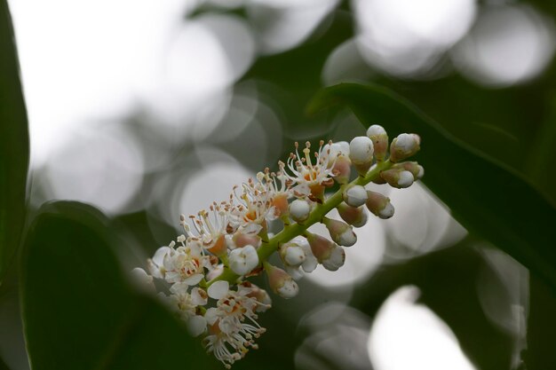 Floresce o louro prunus laurocerasus genolia em um foco seletivo de fundo embaçado