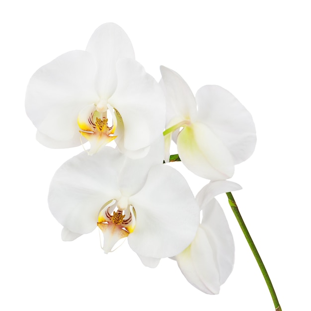 Foto floresce orquídeas isoladas no fundo branco.