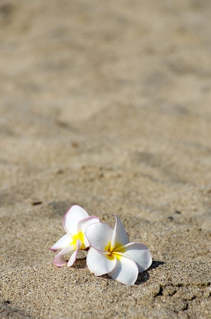 Floresce Plumeria alba na areia