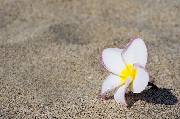 Floresce Plumeria alba na areia