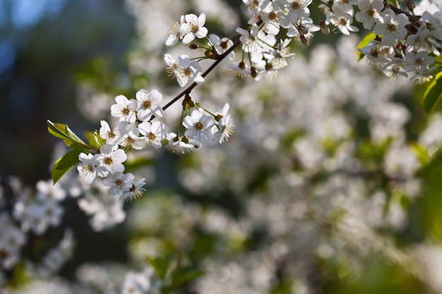 Floresce ramo de árvore com copyspace