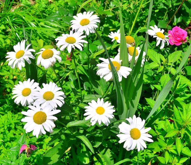 Floresce uma margarida branca curativa em um fundo no jardim nos canteiros de flores