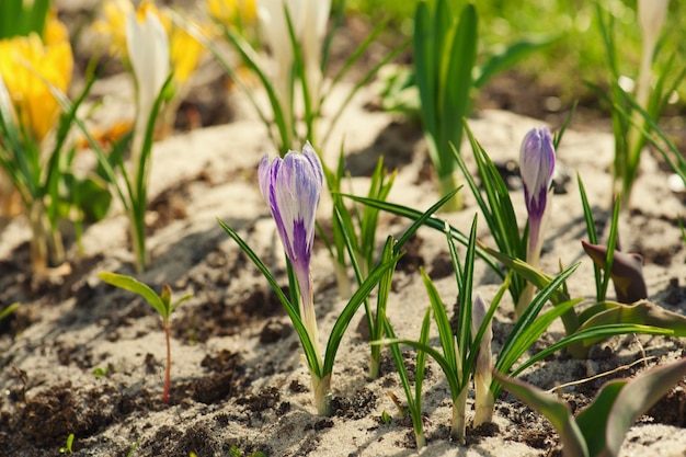 Florescência de flor de açafrão roxo azul na primavera, fundo de páscoa