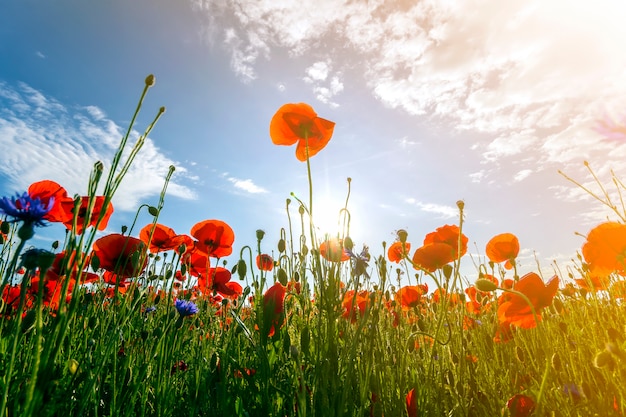 Florescência iluminada por flores silvestres de verão sol vermelho