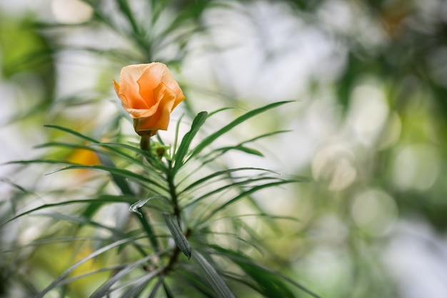 Florescência laranja porca afortunada