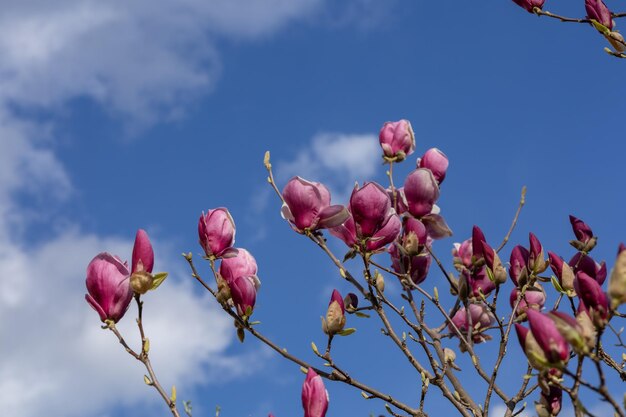 Florescendo a árvore de magnólia vermelha na perspectiva do céu