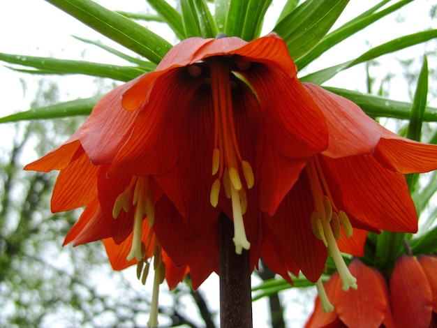 Florescendo a coroa imperial no jardim primavera. Flores da Fritillaria imperialis fritilar imperial da coroa.