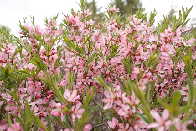 Florescendo a primavera deliciosa árvore de cheiro Flores brilhantes e pequenas e bonitas