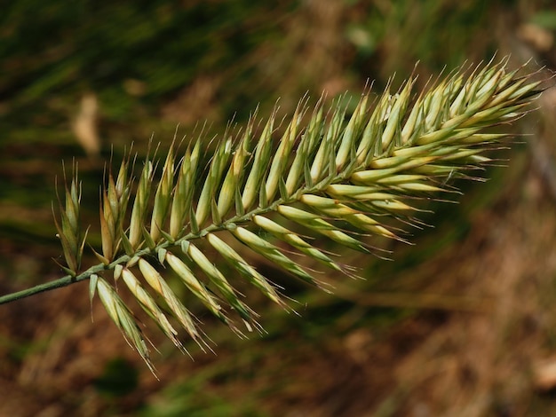 florescendo Agropýron