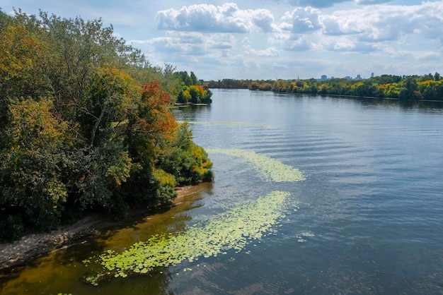 Florescendo algas verdes no rio Poluição da água de rios e lagos por proliferação de algas nocivas