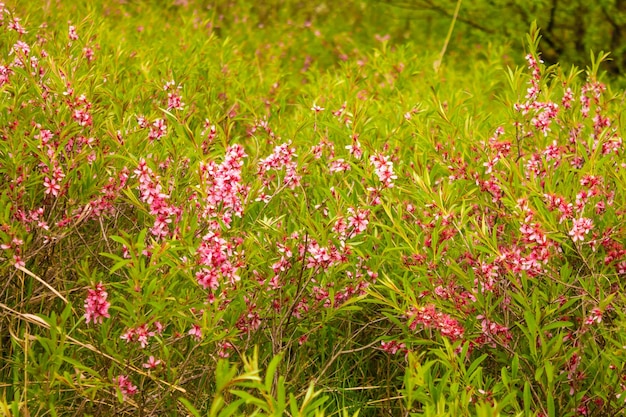 Florescendo amêndoa de estepe baixa com flores cor de rosa anão arbustos ornamentais de amêndoa russa para o papel de parede de fundo floral do jardim Muitas pequenas flores cor de rosa na árvore