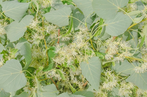 Florescendo árvore de tília fundo de flores de tília limeira em flor