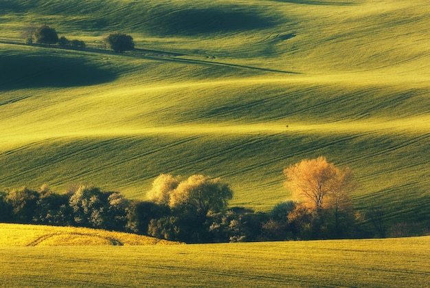 Florescendo árvores contra campos ao pôr do sol na primavera