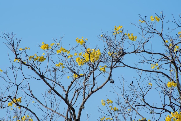 Florescendo árvores em um belo parque em uma pequena cidade no Brasil foco seletivo de luz natural