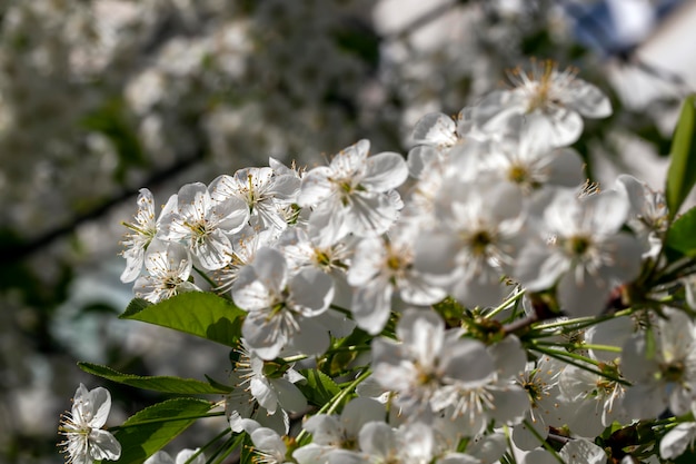 Florescendo árvores frutíferas com flores brancas na primavera