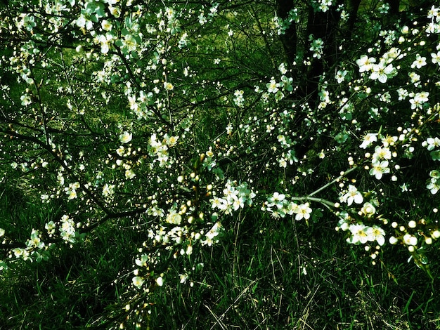 Florescendo árvores frutíferas no jardim Cerejas cerejas ameixas macieiras em flor Flores brancas nos galhos