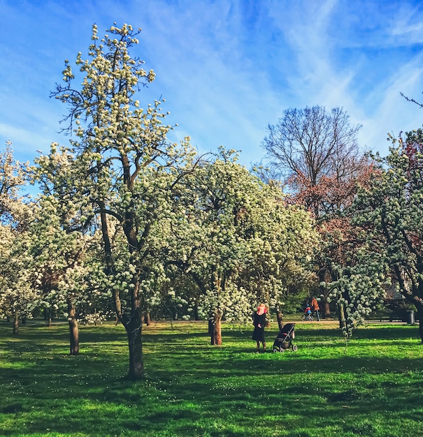 Florescendo árvores na primavera em um parque da cidade