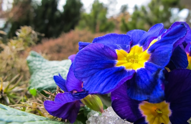 Florescendo azul com primula centro amarelo no jardim primavera