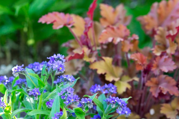 Foto florescendo brunnera heuchera e polygonatum em um canteiro de flores no jardim