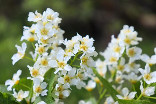 Florescendo cachos de flores brancas de cereja de pássaro