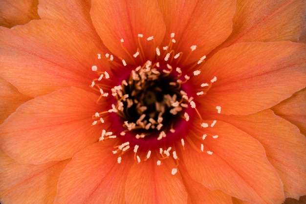 Florescendo Cactus Flower Full Frame Cor Laranja