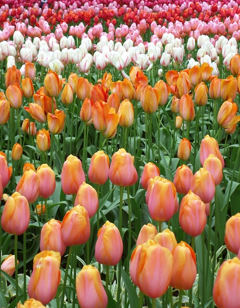 Florescendo campo de flores de dois tons tulipa colorida em Keukenhof, Holanda